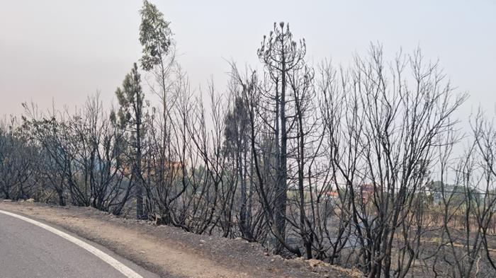 Preservación de Montes en Tenerife: Compromiso Ambiental de Gaiatours | Explora Tenerife con Gaiatours: Una Experiencia Inolvidable en la Isla